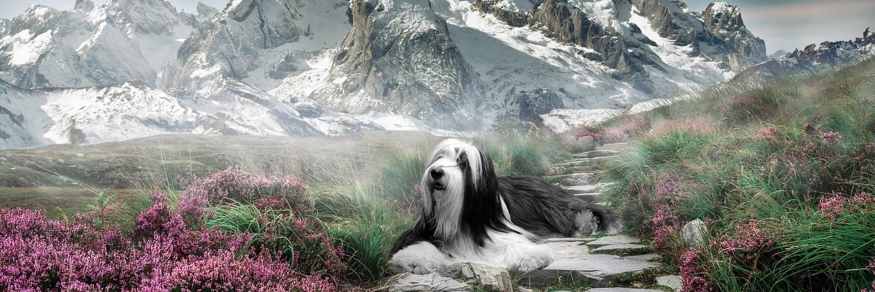 Allevamento Bearded Collie Be&Be