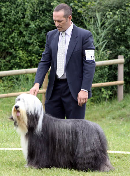 Bearded Collie MultiCh. Benhure de Chester