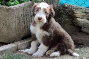 Cucciolo Bearded Collie Be&Be