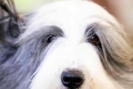Bearded Collie Be&Be