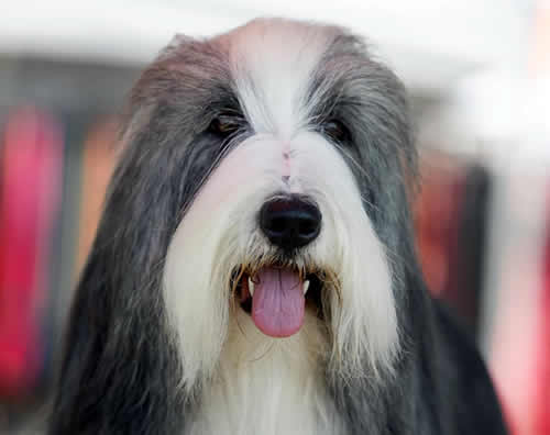 Chi è il Bearded Collie?