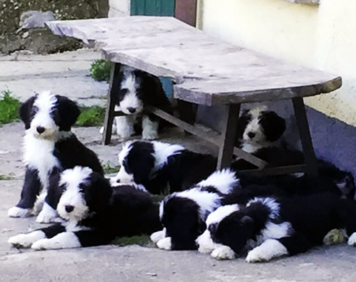 Cuccioli Bearded Collie Be&Be