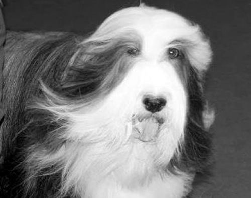 Bearded Collie Be&Be - MultiCh. Benhure de Chester