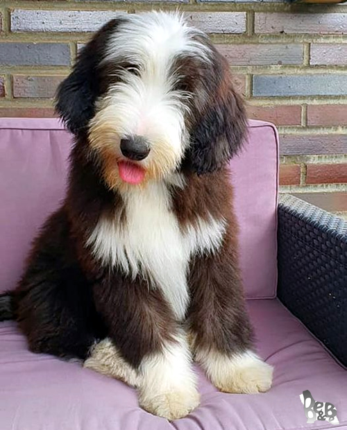 Cucciolo Bearded Collie