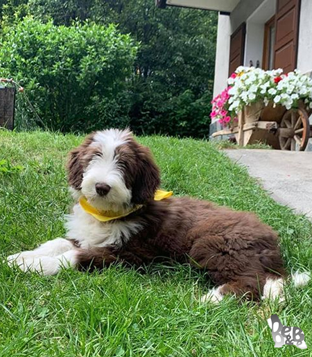 Cucciolo Bearded Collie