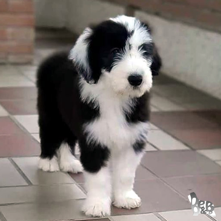 Cucciolo Bearded Collie