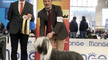 IDS Milano Speciale Bearded Collie 2020