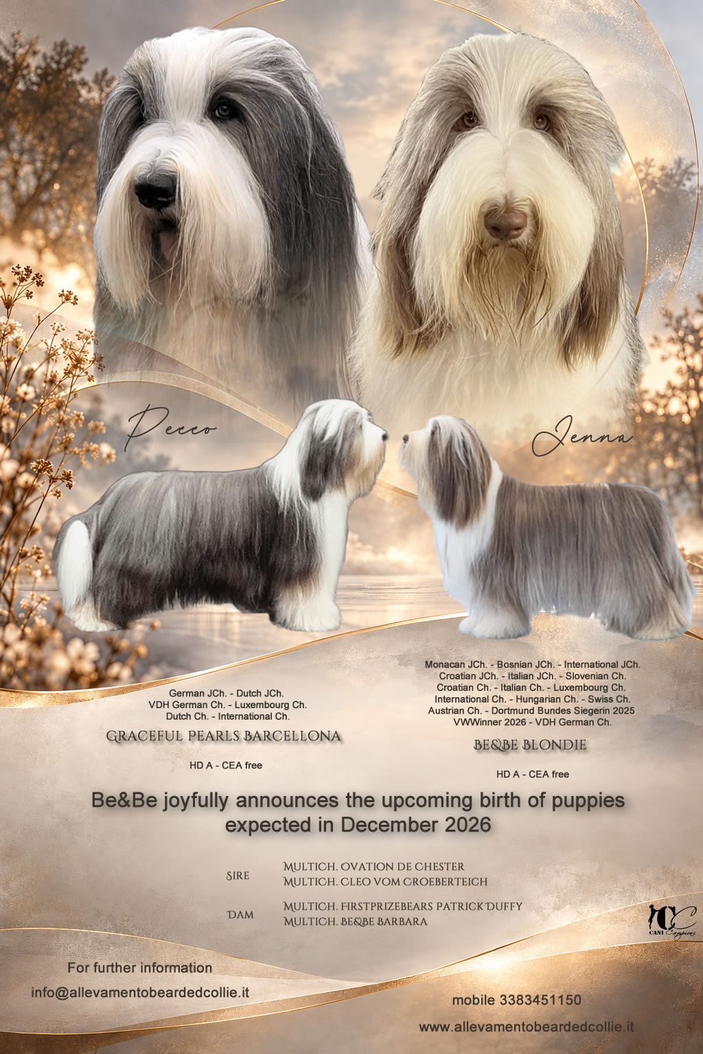 Cucciolata Bearded Collie 2026