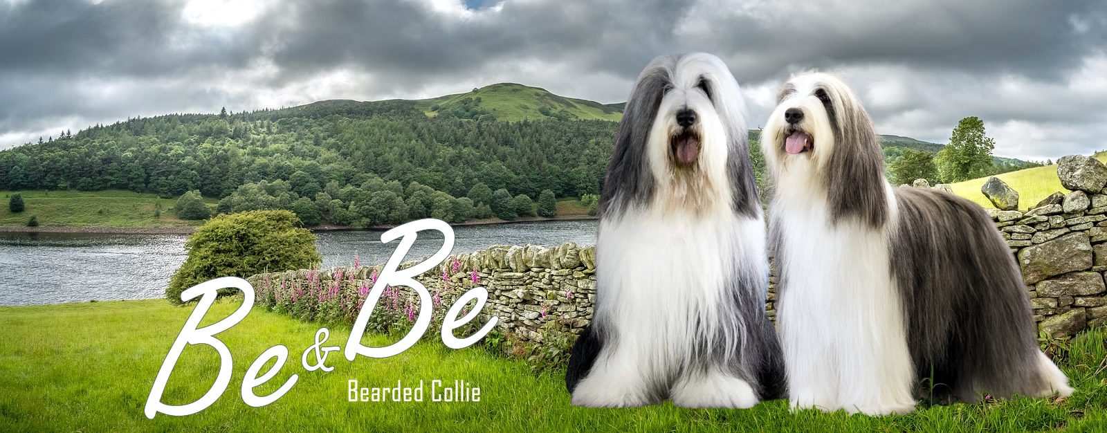 Allevamento Bearded Collie Be & Be di Fernando Sunye e Sergio Saraceno